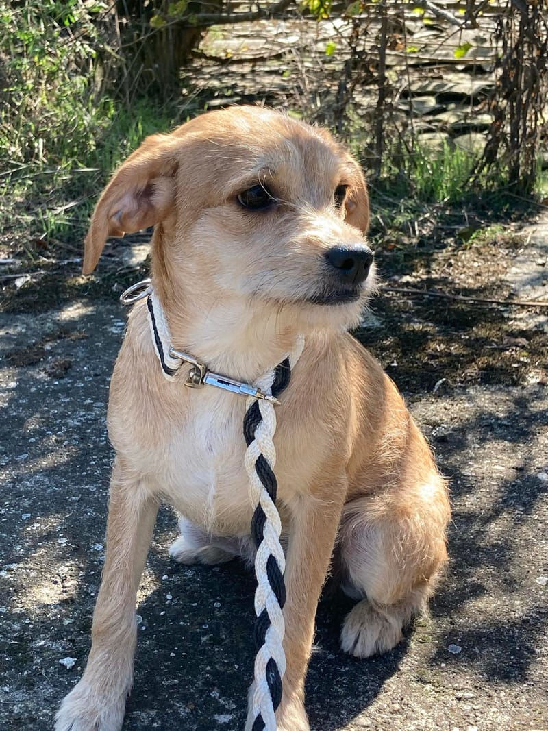 J A S M I N E    ***  G E A D O P T E E R D  IN  UK ***