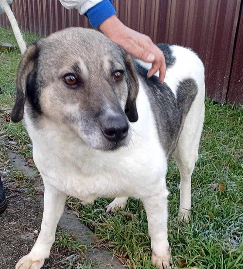 B R I A N N A   ***  GEADOPTEERD  ***