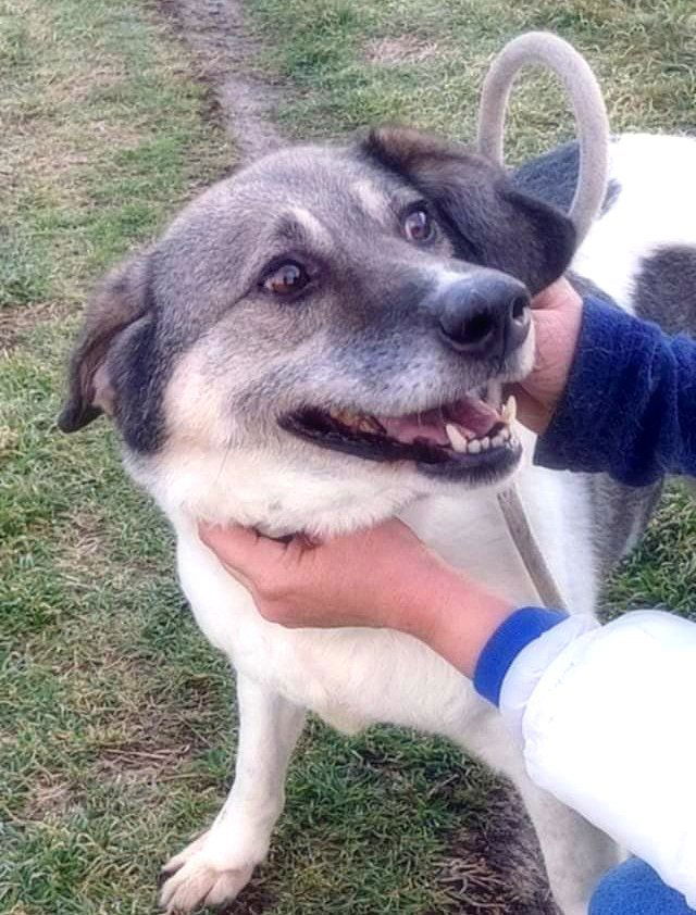 B R I A N N A   ***  GEADOPTEERD  ***