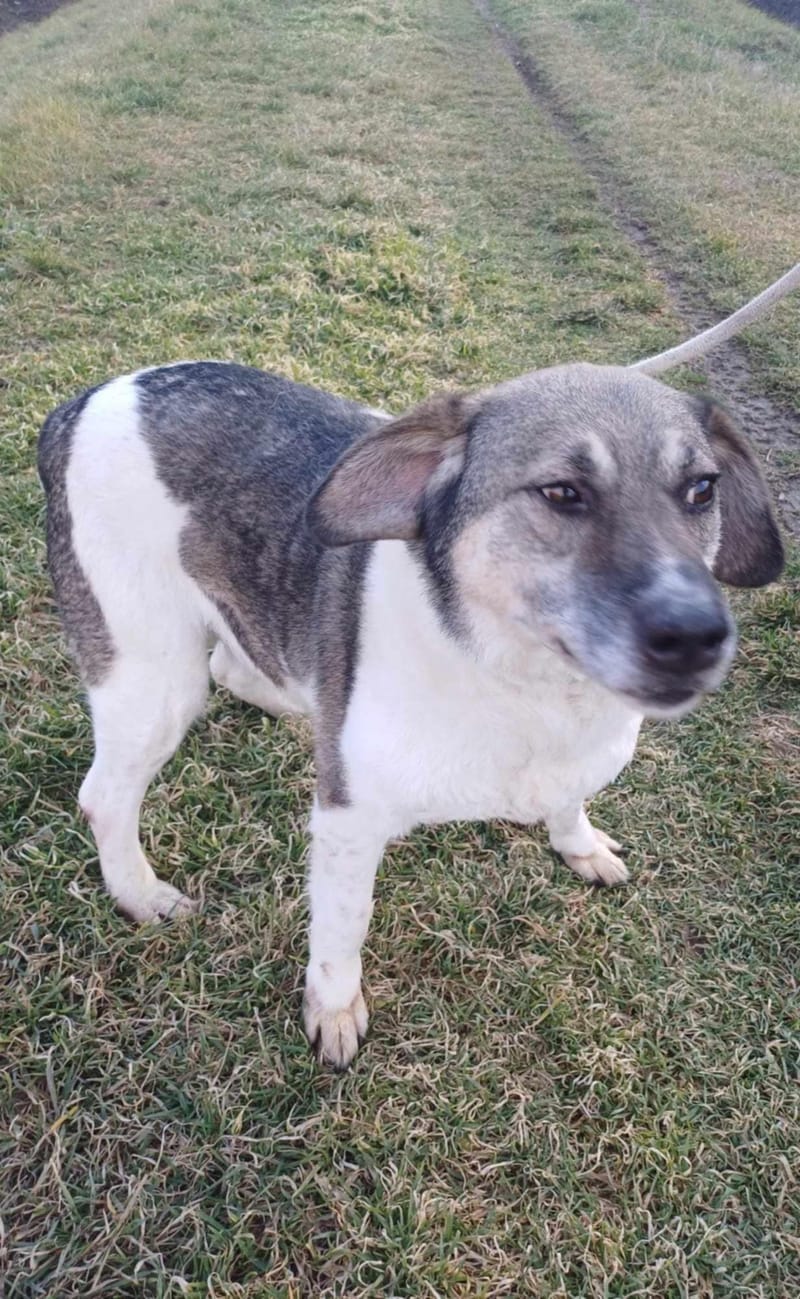 B R I A N N A   ***  GEADOPTEERD  ***