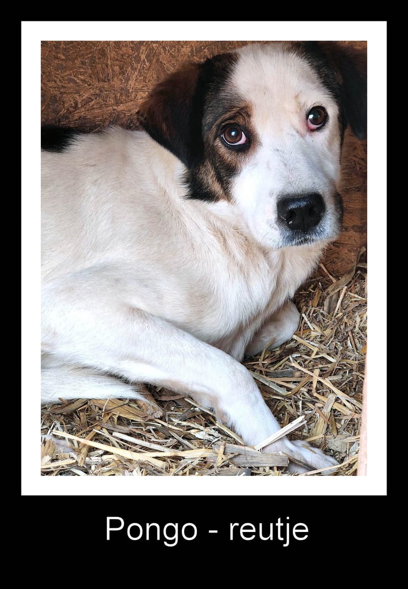 P O N G O  ( & D I D D Y ) 