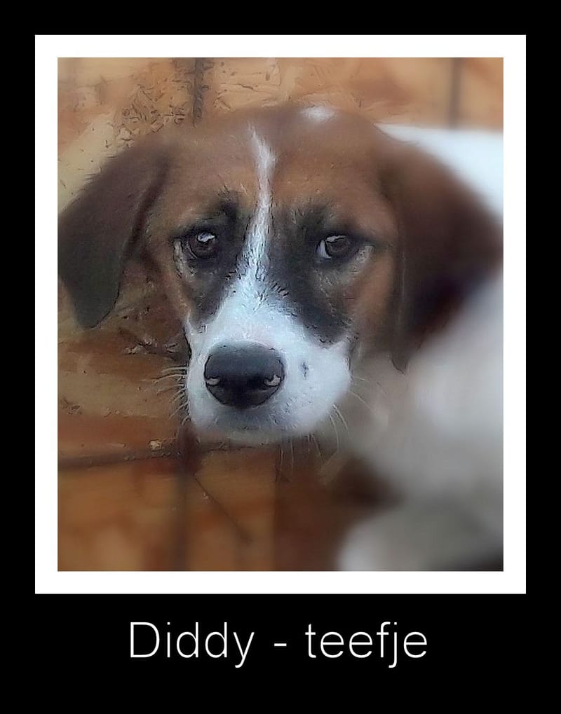 D I D D Y  ( & P O N G O ) 