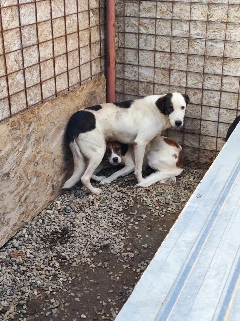 P O N G O  ( & D I D D Y ) 