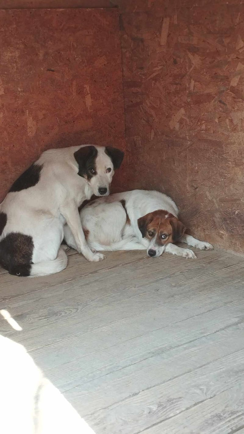 P O N G O  ( & D I D D Y ) 