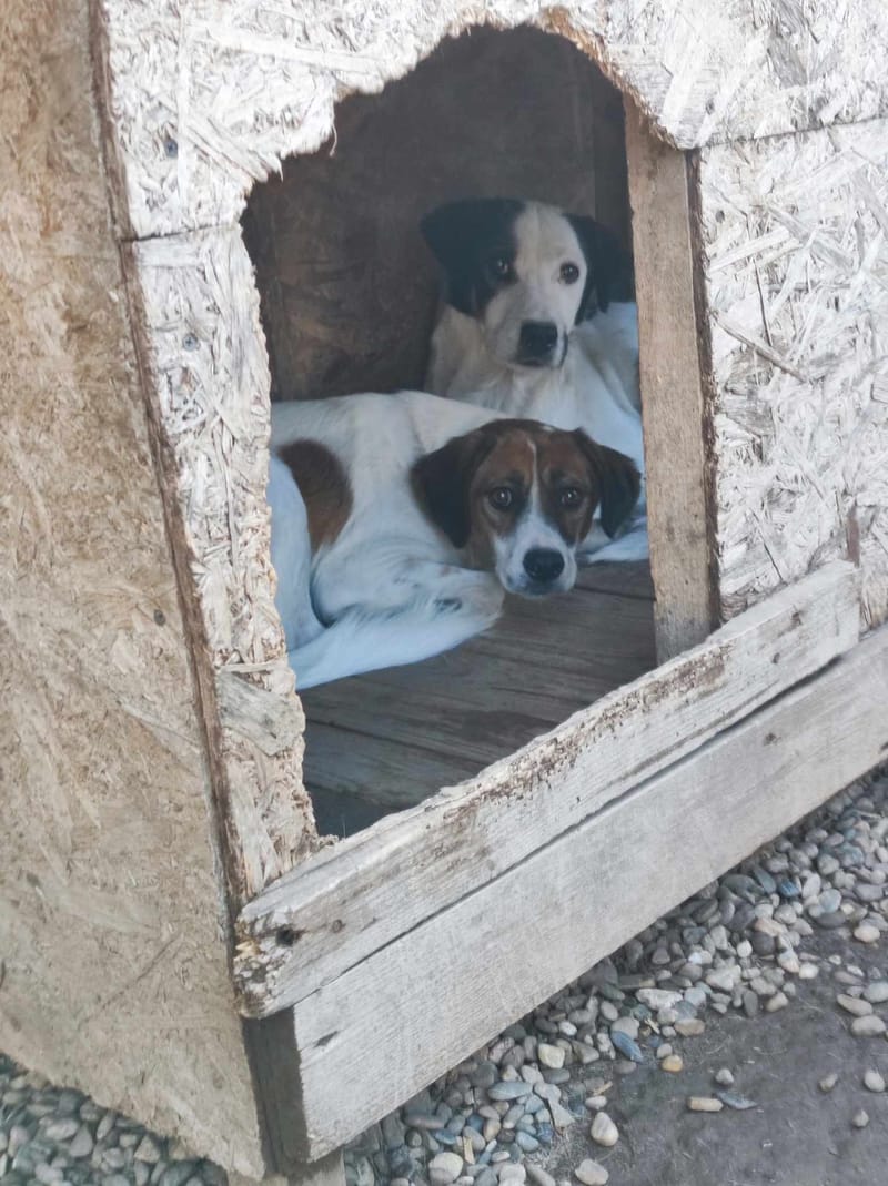 P O N G O  ( & D I D D Y ) 