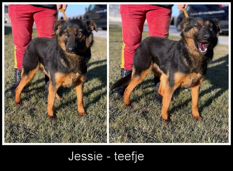 J E S S I E    ***   GEADOPTEERD  ***