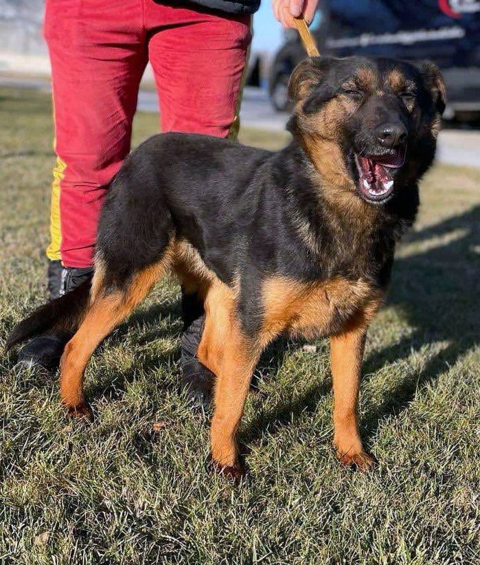 J E S S I E    ***   GEADOPTEERD  ***