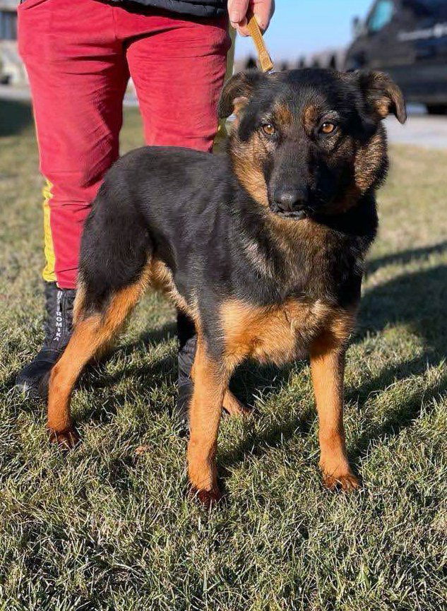 J E S S I E    ***   GEADOPTEERD  ***