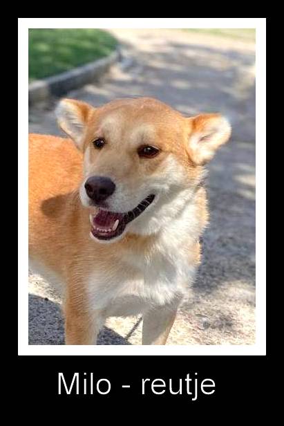 M I L O    ***  G E A D O P T E E R D ***