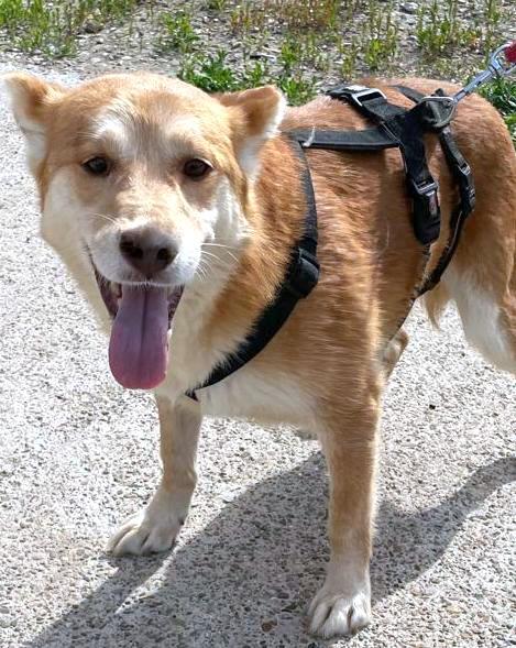 M I L O    ***  G E A D O P T E E R D ***