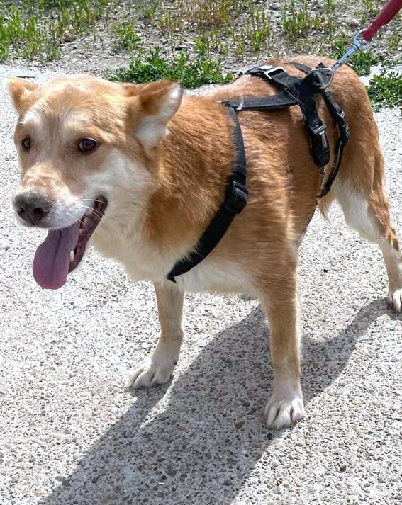 M I L O    ***  G E A D O P T E E R D ***