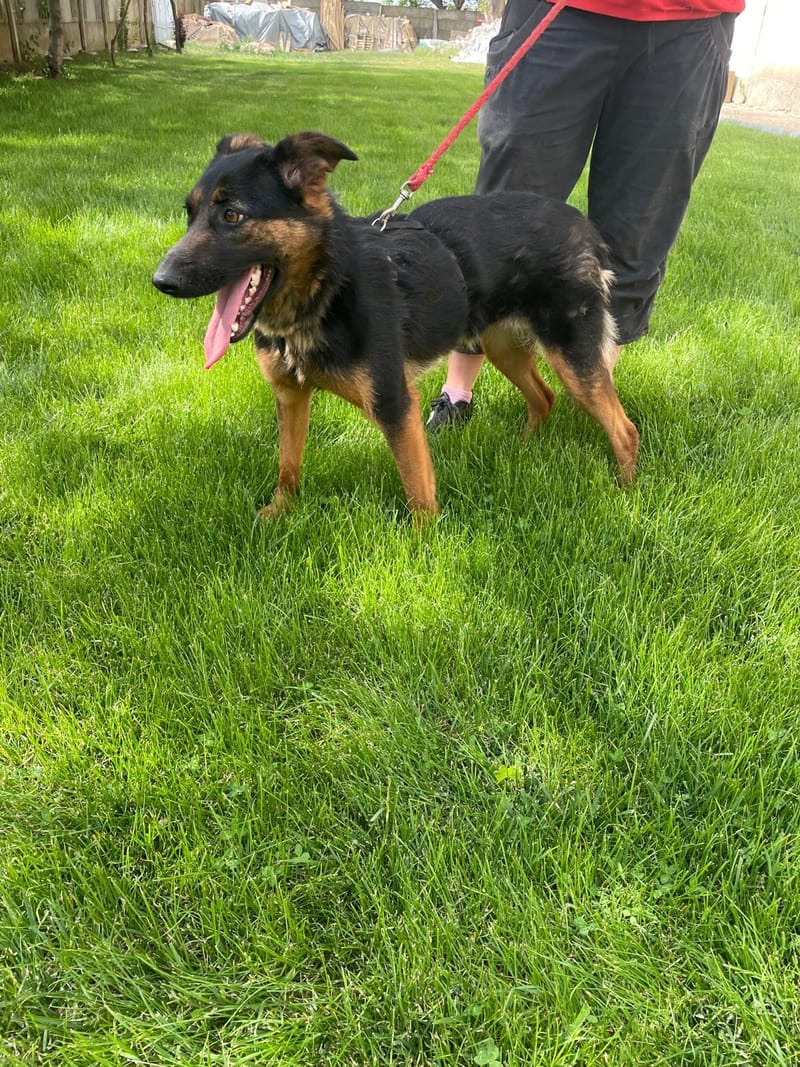 J E S S I E *** G E A D O P T E E R D ***