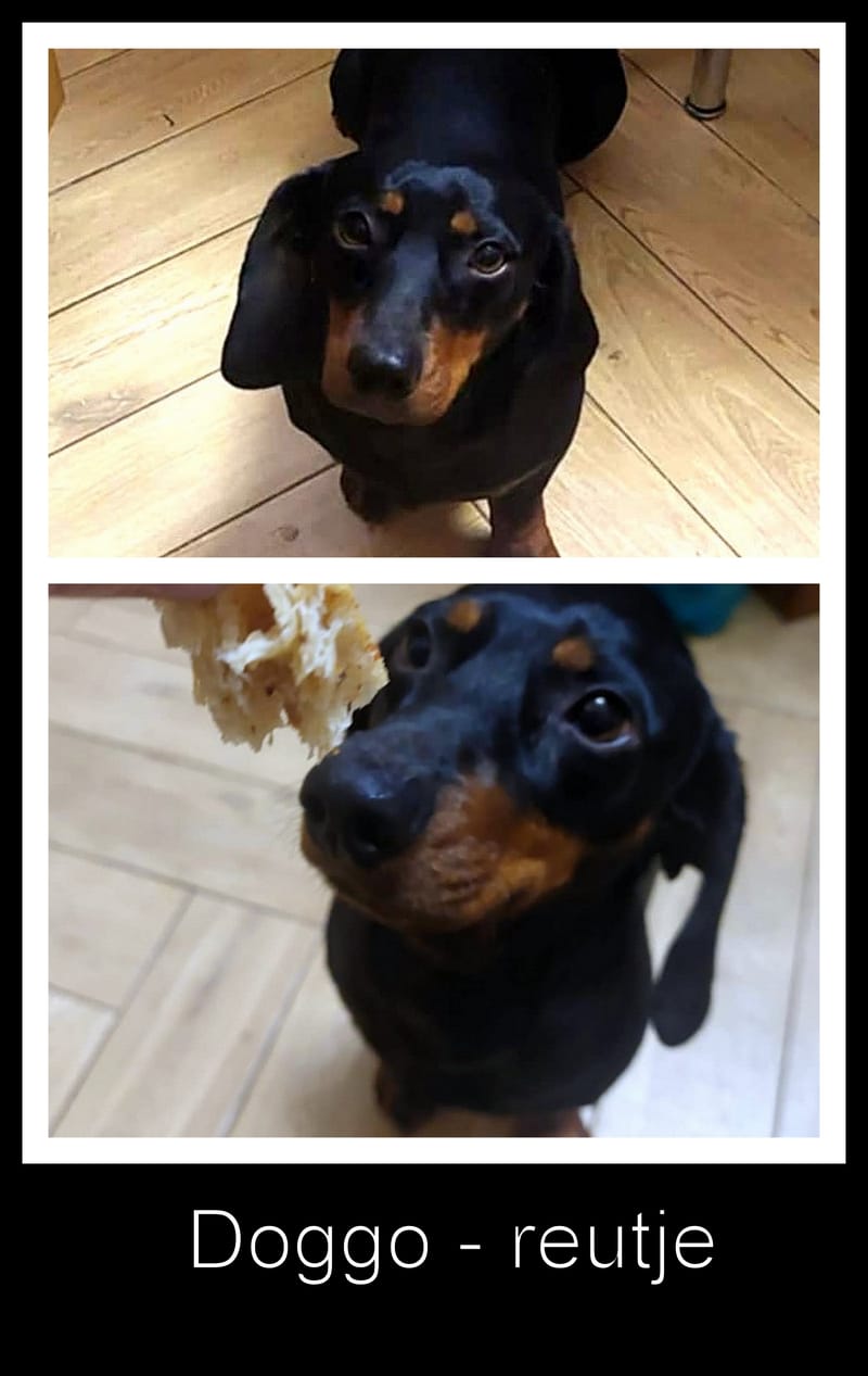 D O G G O     *** G E A D O P T E E R D ***