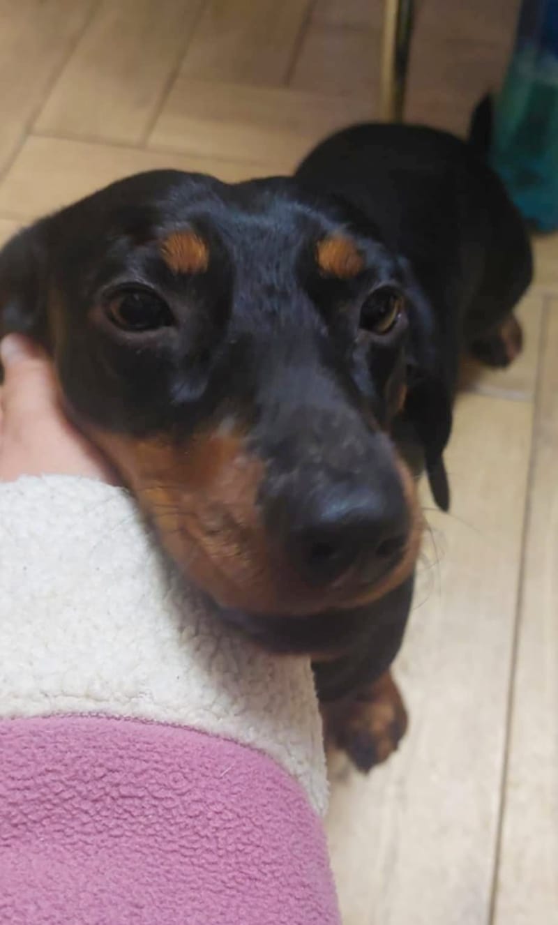 D O G G O     *** G E A D O P T E E R D ***