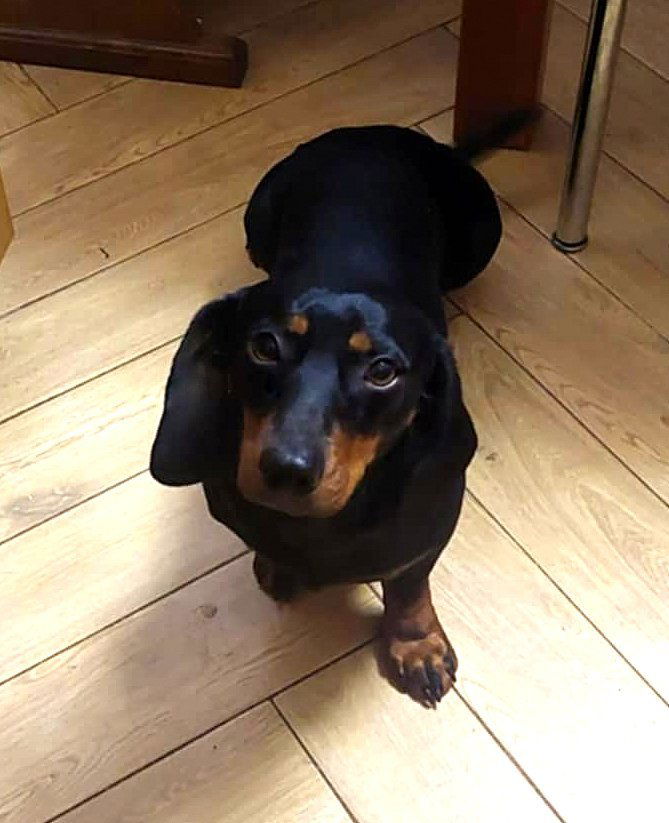 D O G G O     *** G E A D O P T E E R D ***