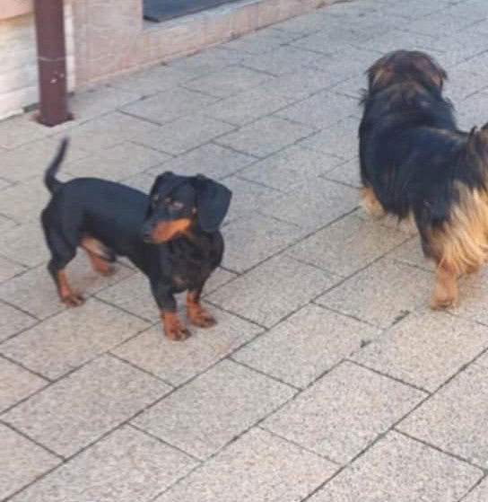 D O G G O     *** G E A D O P T E E R D ***