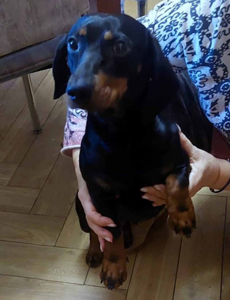 D O G G O     *** G E A D O P T E E R D ***