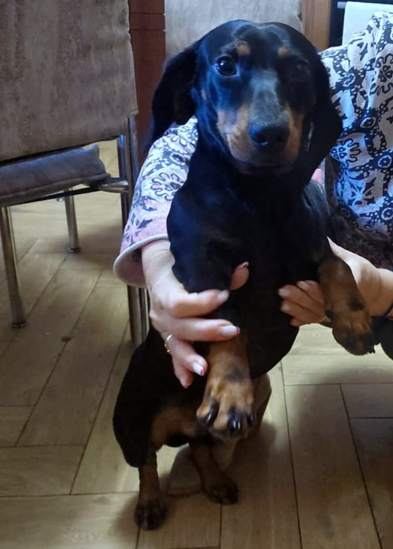 D O G G O     *** G E A D O P T E E R D ***