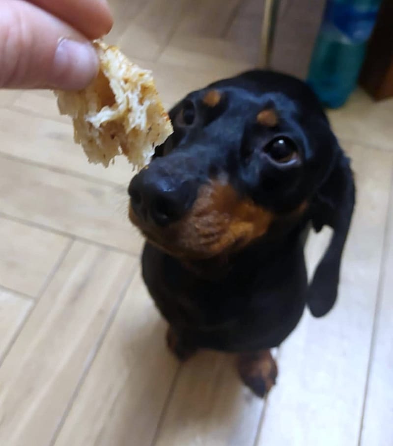 D O G G O     *** G E A D O P T E E R D ***