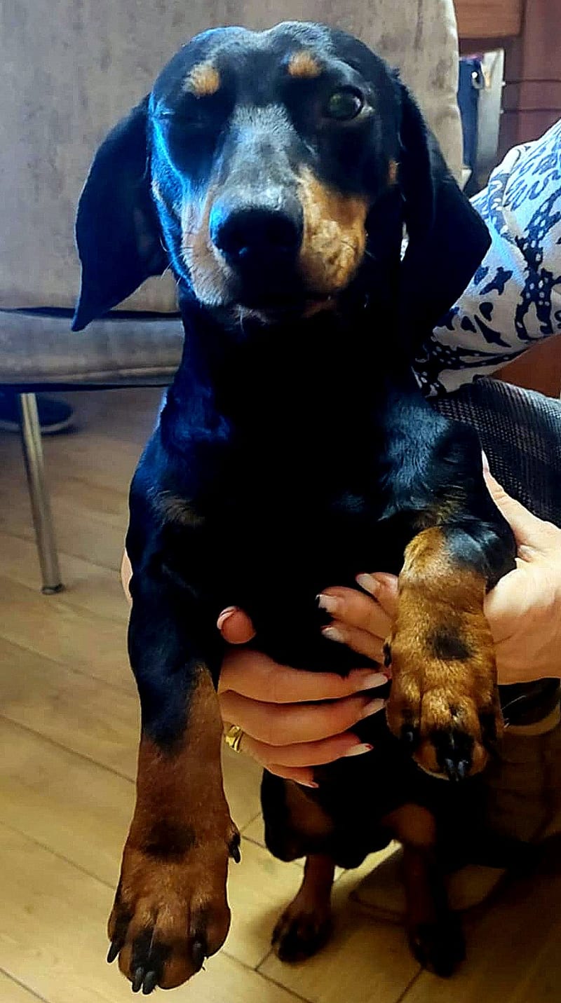 D O G G O     *** G E A D O P T E E R D ***