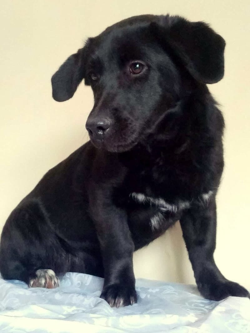 N O O R T J E *** G E A D O P T E E R D ***