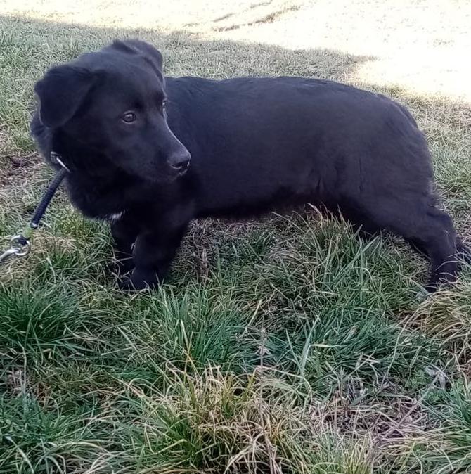 N O O R T J E *** G E A D O P T E E R D ***