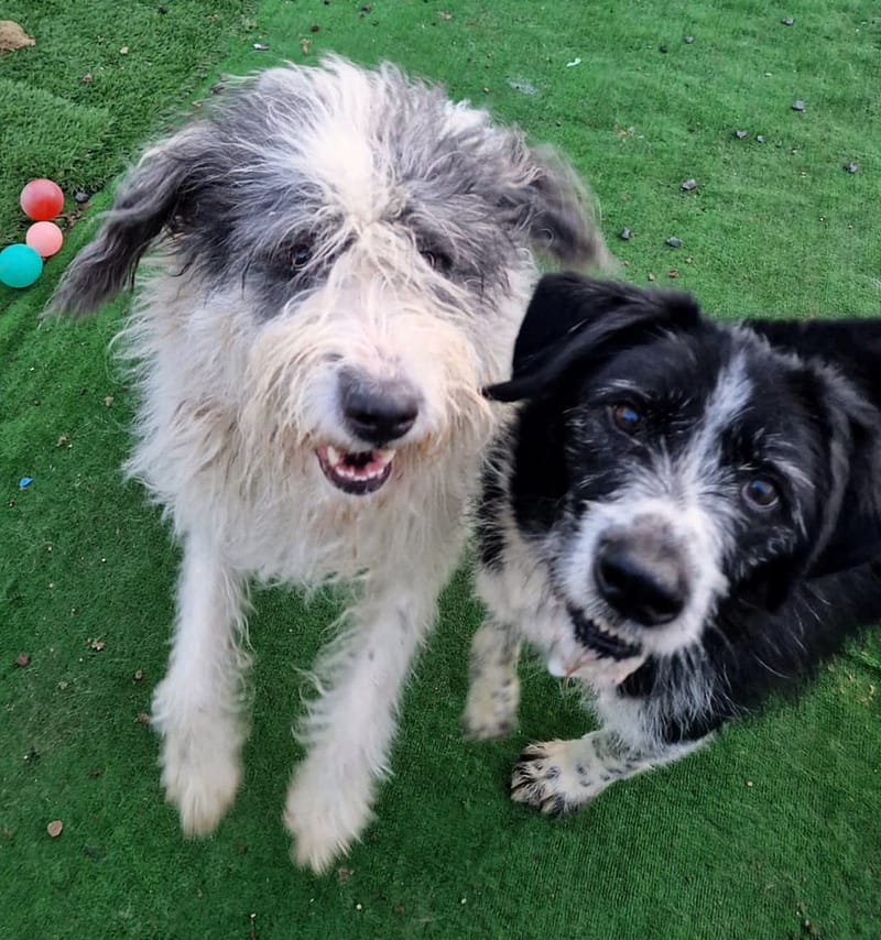 C H A N E L L E   *** GEADOPTEERD IN UK ***