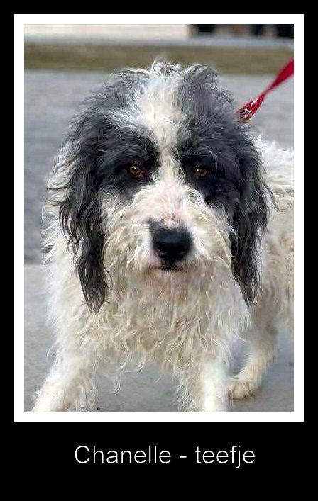 C H A N E L L E   *** GEADOPTEERD IN UK ***