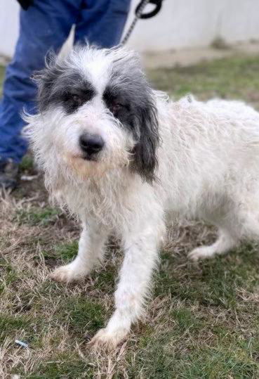 C H A N E L L E   *** GEADOPTEERD IN UK ***