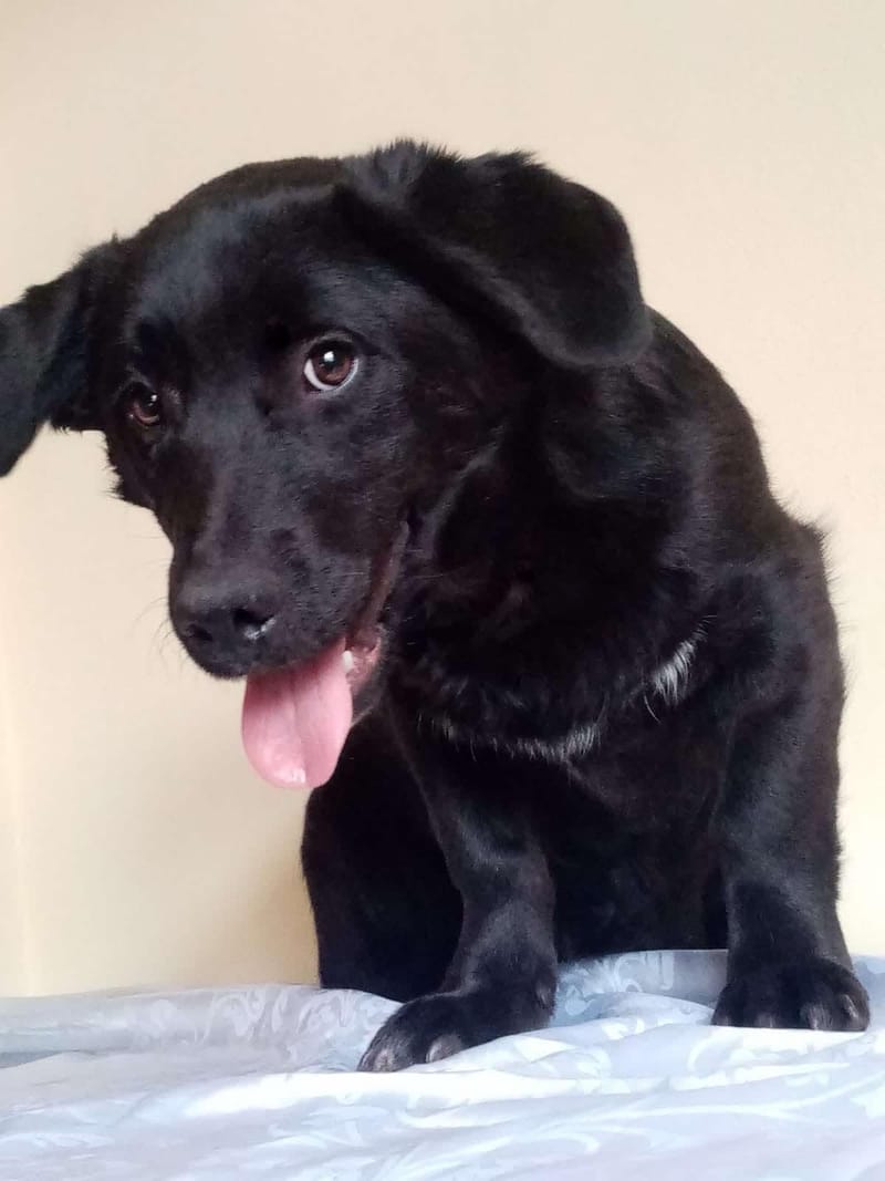 N O O R T J E   ***  G E A D O P T E E R D   ***