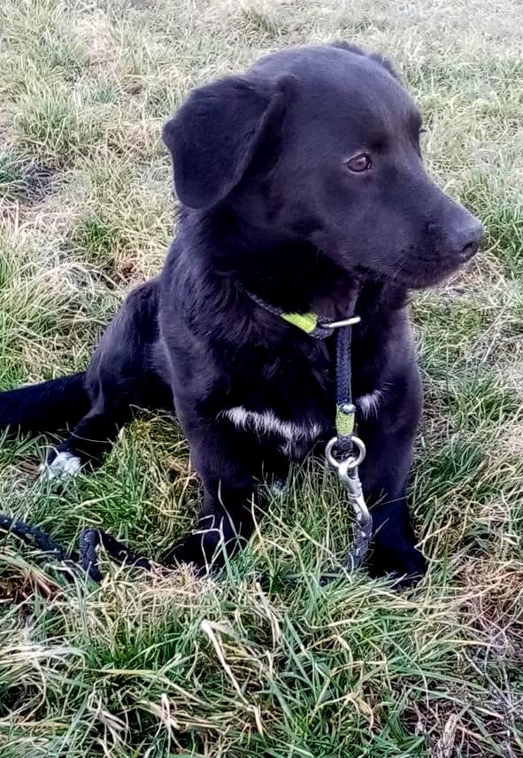 N O O R T J E   ***  G E A D O P T E E R D   ***