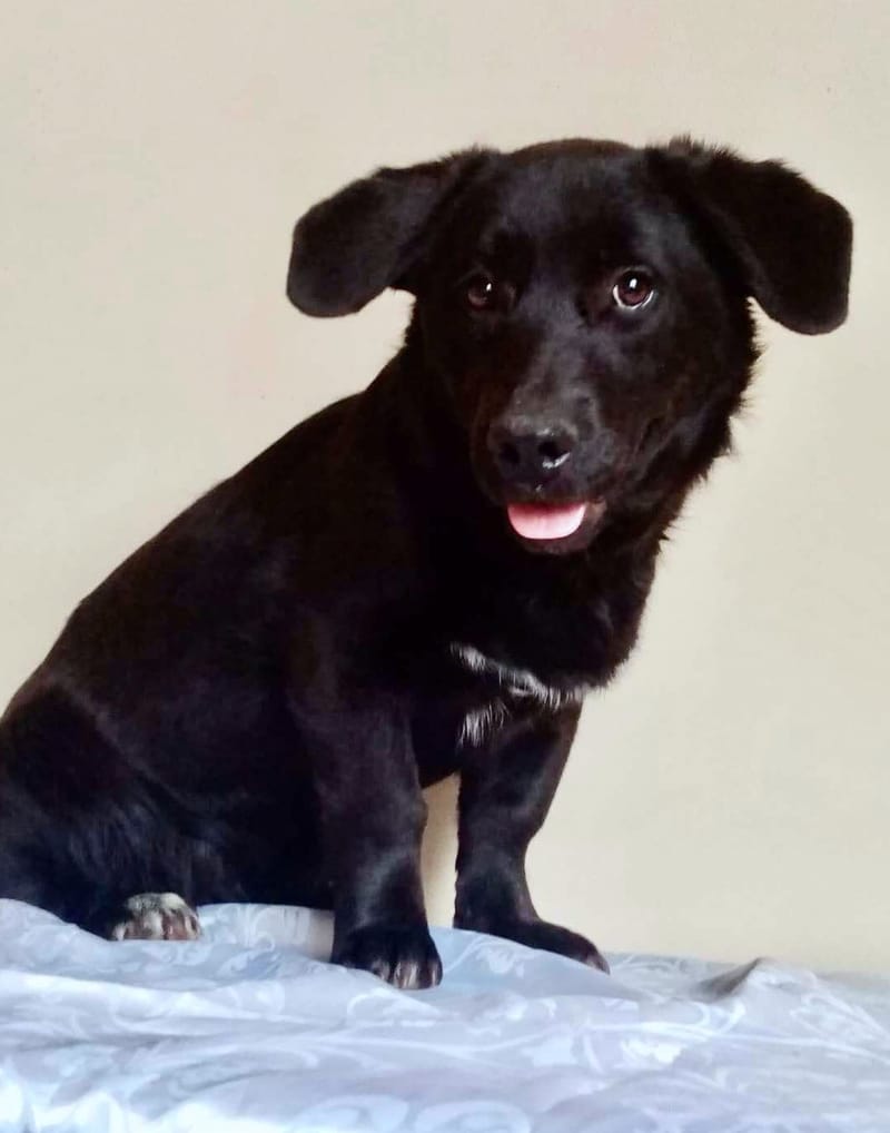 N O O R T J E   ***  G E A D O P T E E R D   ***