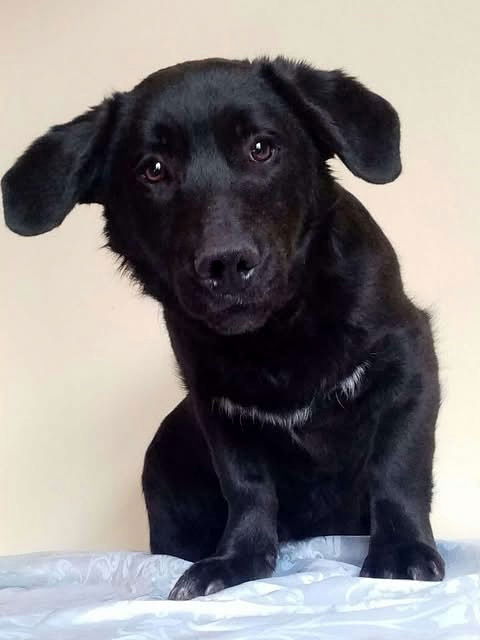 N O O R T J E   ***  G E A D O P T E E R D   ***