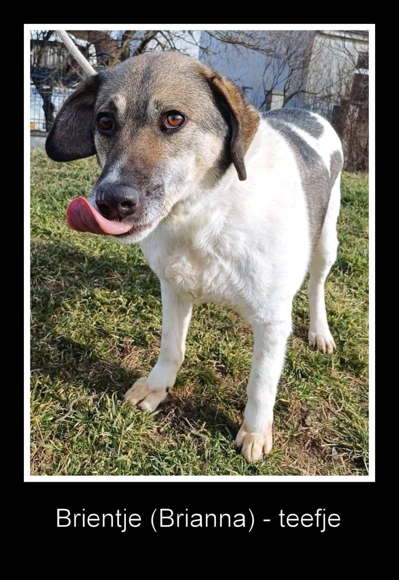 B R I A N N A   ***  GEADOPTEERD  ***