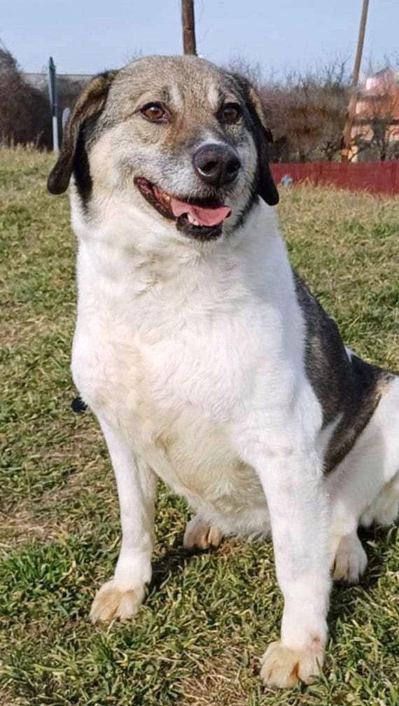 B R I A N N A   ***  GEADOPTEERD  ***