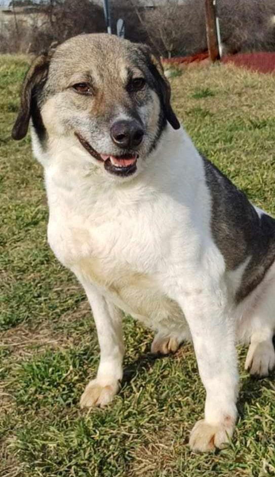 B R I A N N A   ***  GEADOPTEERD  ***