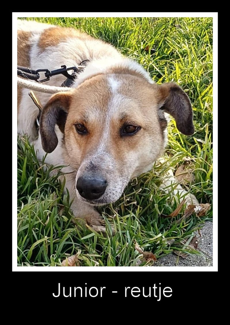 J U N I O R ***ADOPTIEBIJDRAGE GESPONSORD - REEDS 3 JAAR IN SHELTER - ZIE INFO ***