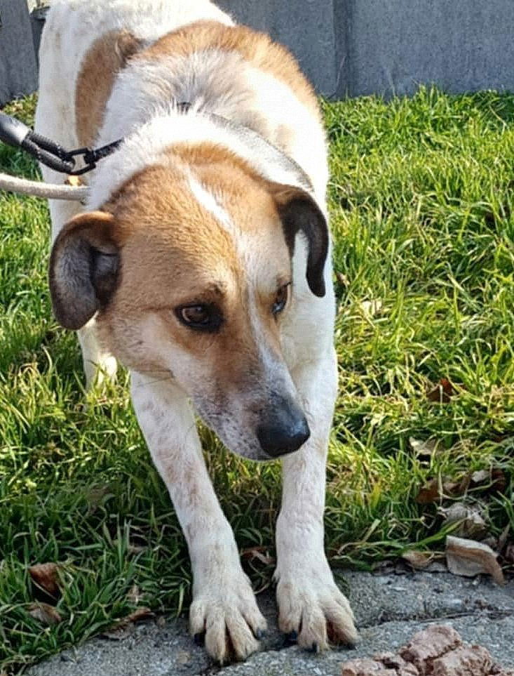 J U N I O R ***ADOPTIEBIJDRAGE GESPONSORD - REEDS 3 JAAR IN SHELTER - ZIE INFO ***