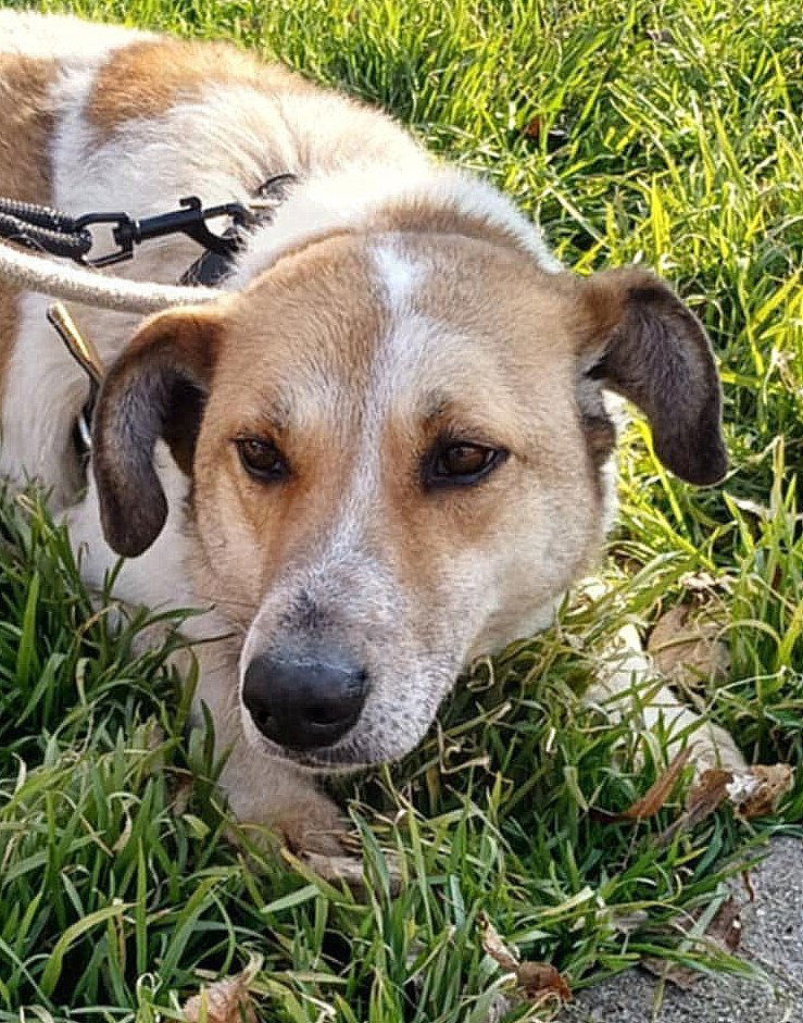 J U N I O R ***ADOPTIEBIJDRAGE GESPONSORD - REEDS 3 JAAR IN SHELTER - ZIE INFO ***