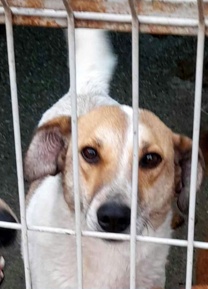 J U N I O R ***ADOPTIEBIJDRAGE GESPONSORD - REEDS 3 JAAR IN SHELTER - ZIE INFO ***