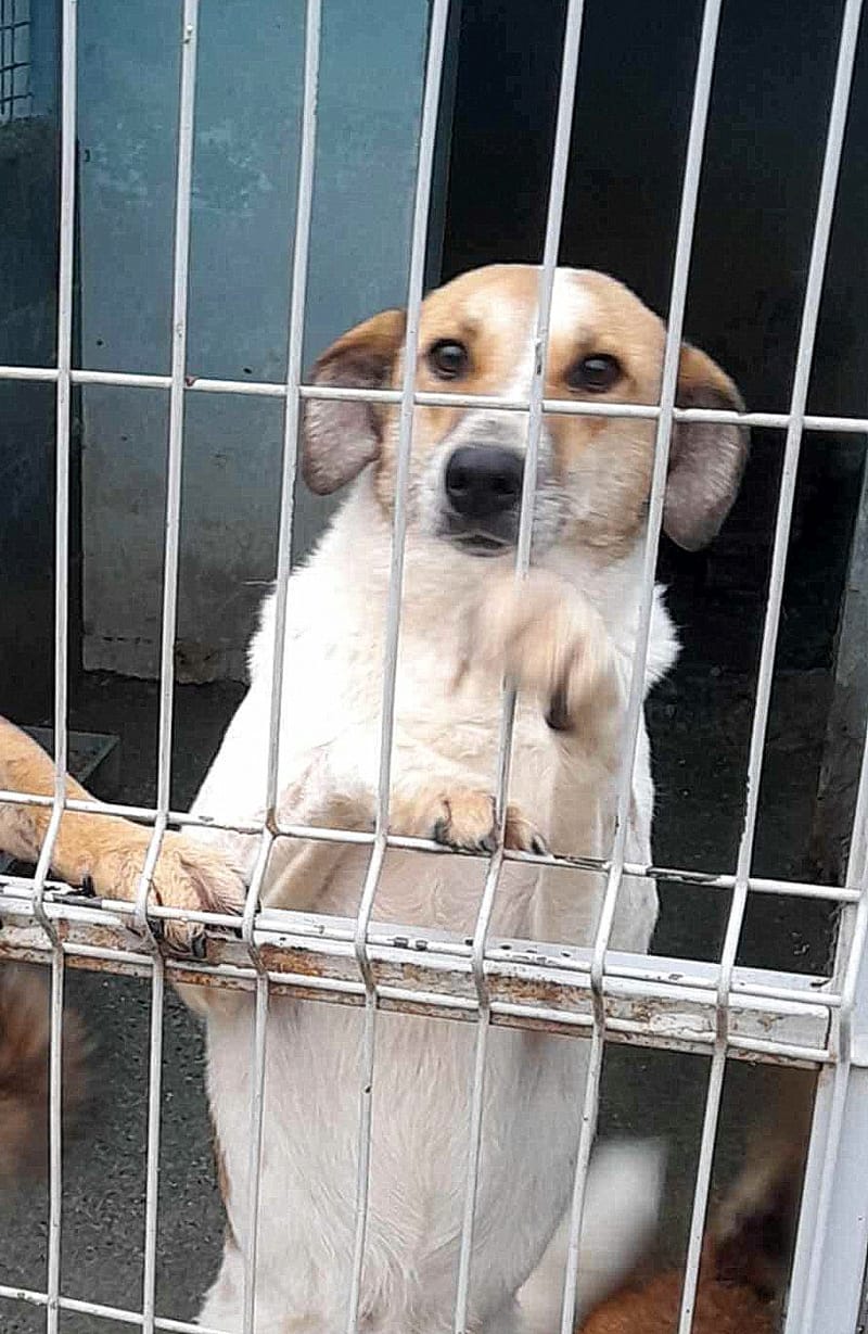 J U N I O R ***ADOPTIEBIJDRAGE GESPONSORD - REEDS 3 JAAR IN SHELTER - ZIE INFO ***