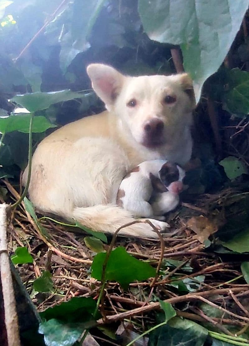 "M A M A" R I T A & "D O C H T E R T J E"  C U T A (C U T Y ) 