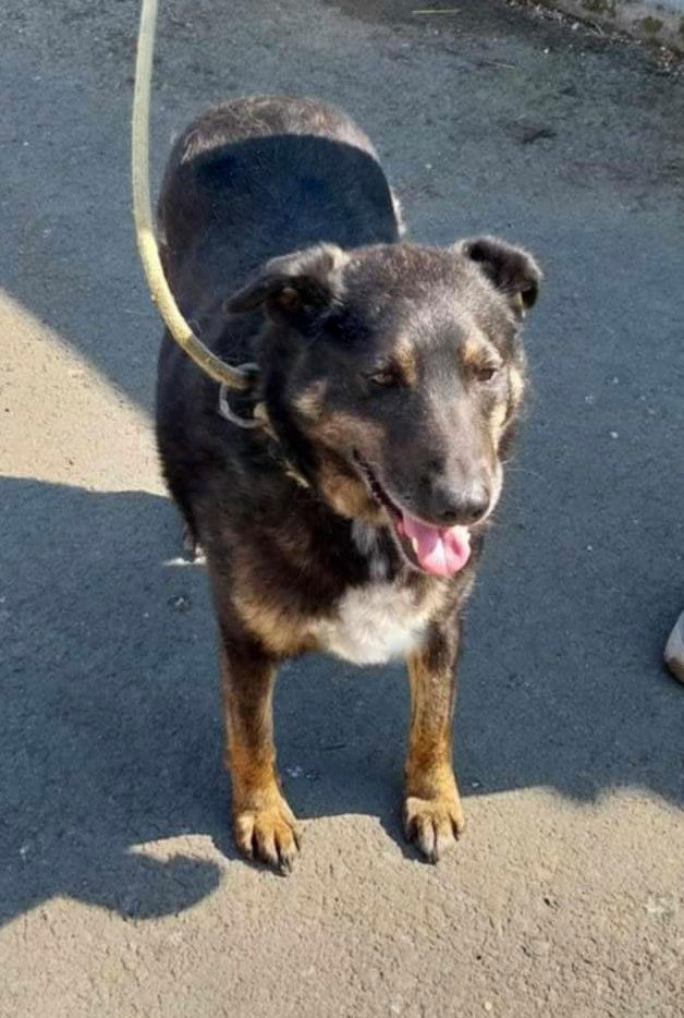 L I N D A   ***   GEEN-  ADOPTIEBIJDRAGE!    *** 