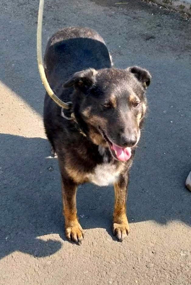 L I N D A  💔🆘❗️ DRINGEND NOODOPROEP 💔🆘❗️  - REEDS 4 JAAR IN SHELTER 