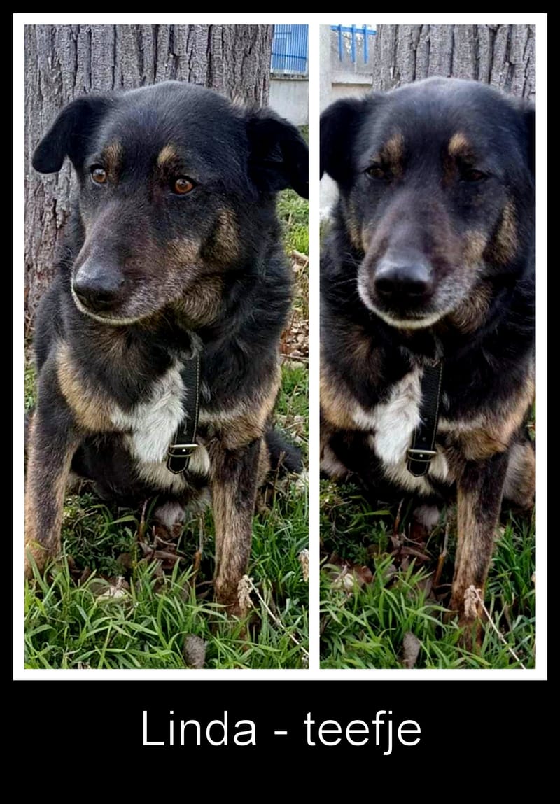 L I N D A  💔🆘❗️ DRINGEND NOODOPROEP 💔🆘❗️  - REEDS 4 JAAR IN SHELTER 