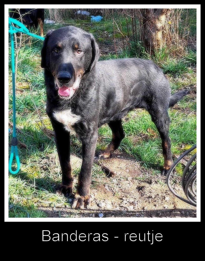 ๐๐โ๏ธ B A N D E R A Sโs verhaal ๐๐โ๏ธ