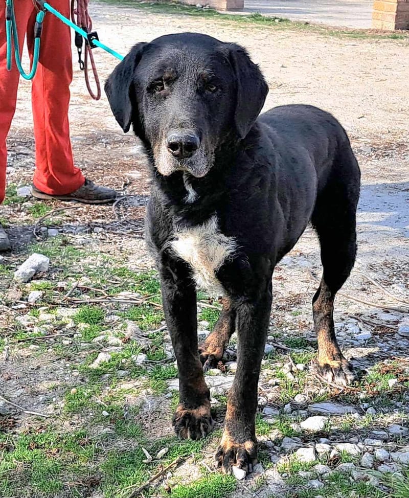 ๐๐โ๏ธ B A N D E R A Sโs verhaal ๐๐โ๏ธ