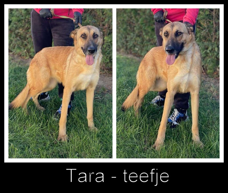 🐾✨ Ontmoet T A R A – jouw toekomstige heldin én maatje ✨🐾