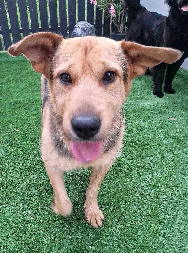 *** PRE RESERVATIE *** 💔🏡 CAMIEL HEEFT JOU NODIG – GEEF HEM EEN KANS AUB 🌟🐾