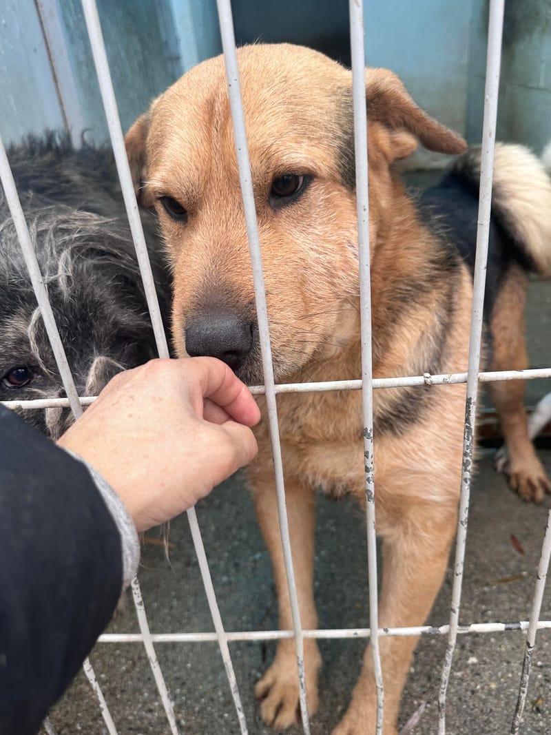 *** PRE RESERVATIE *** 💔🏡 CAMIEL HEEFT JOU NODIG – GEEF HEM EEN KANS AUB 🌟🐾